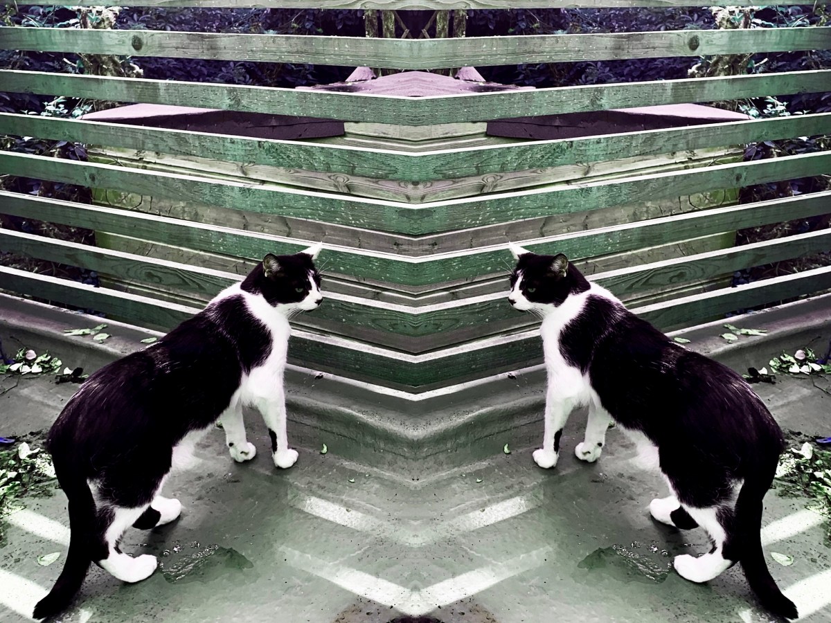 Chronic guilt and the fox in the&nbsp;morning