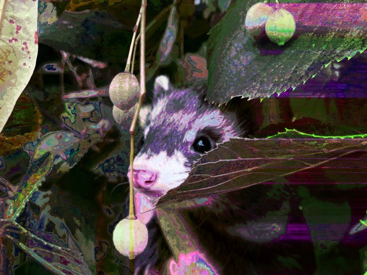 The difference between absence and loss of&nbsp;identity